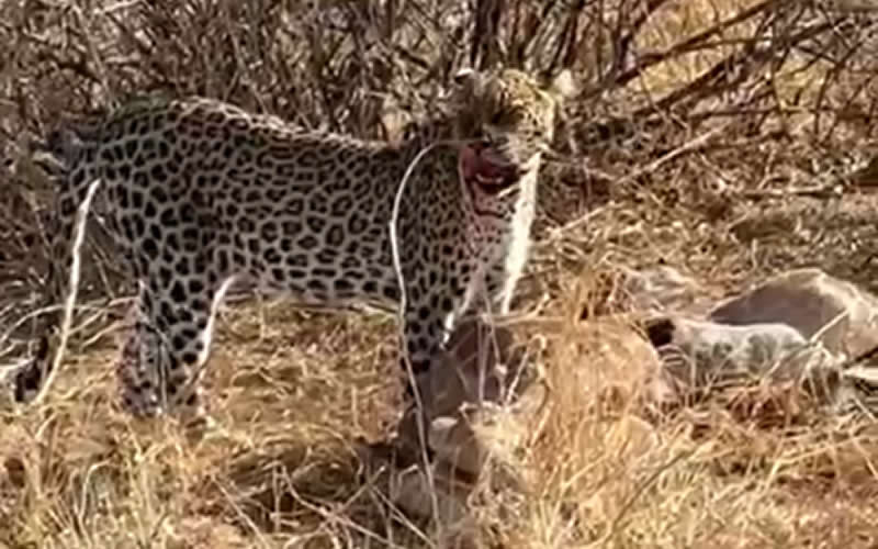 Leopard With Baby Giraffe Kill