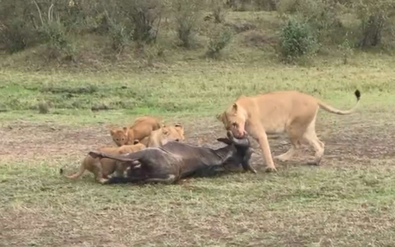Lioness With Cubs Feeding on a Gnu