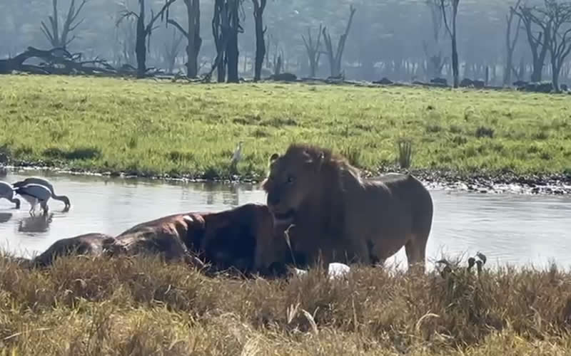Young Male Lion Feasting on Wildebeest
