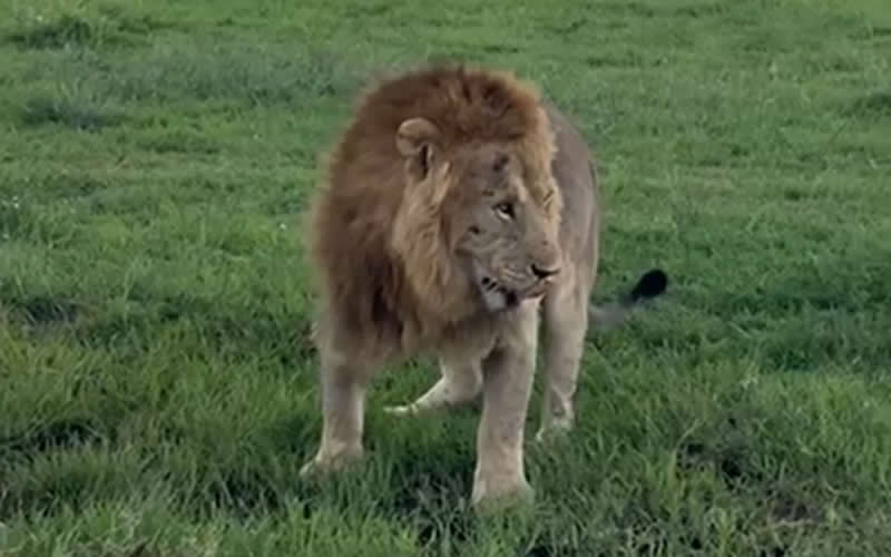 Big Male Lion on Casual Stroll