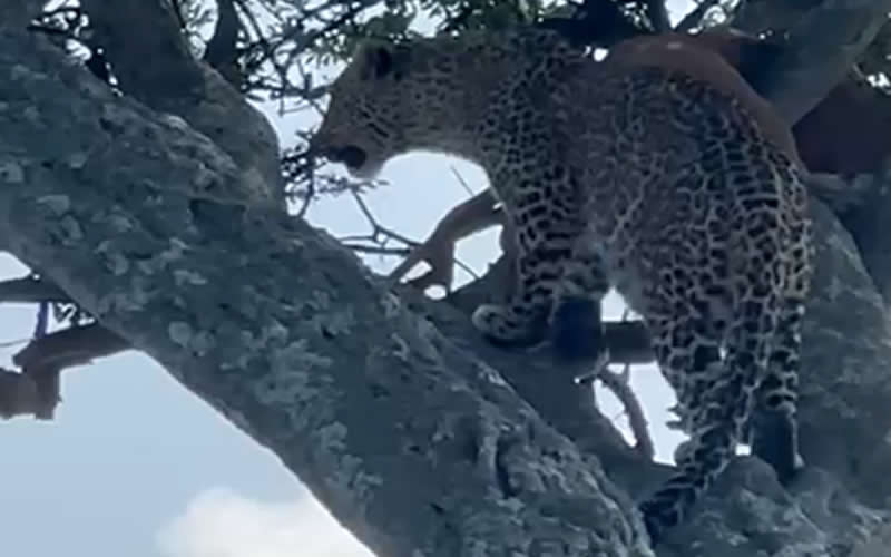 Leopard With Carcass on Tree