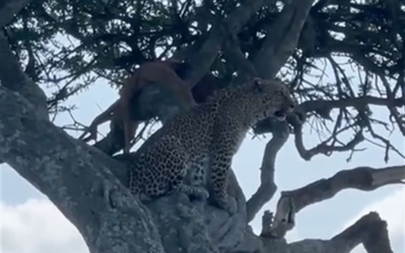 Leopard Climbing to Feed on Carcass
