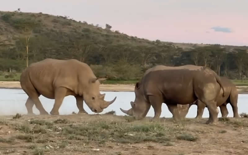 Spurring Rhinos