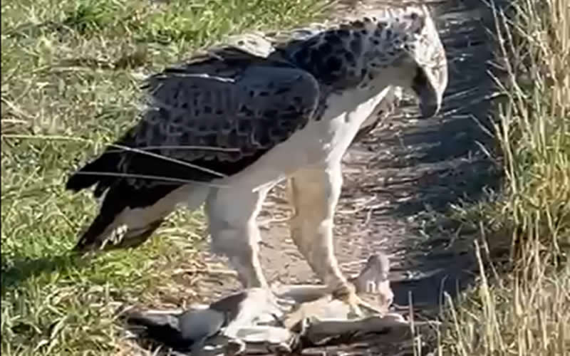 Martial Eagle Pinning Down Gazelle Catch