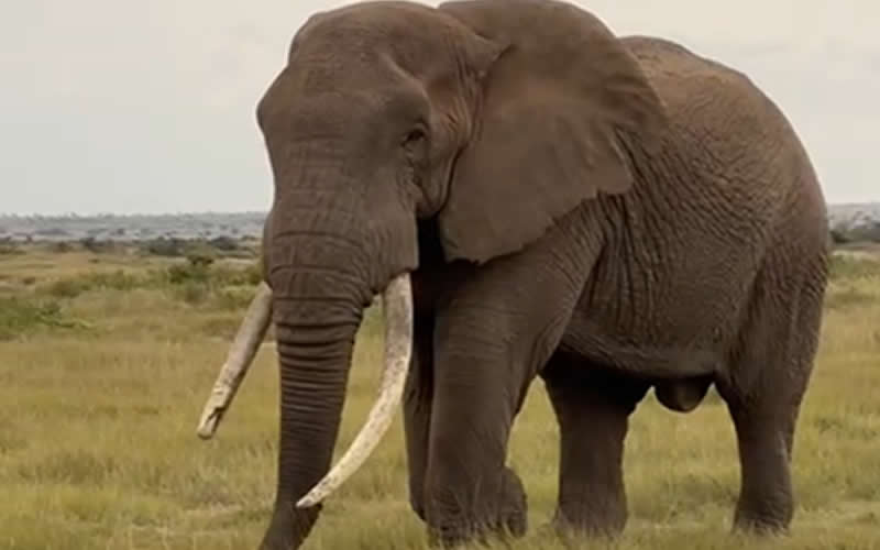 Bull Elephant on Stroll