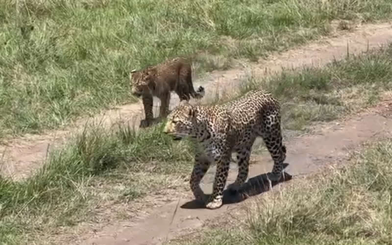 Leopard With Young Cub