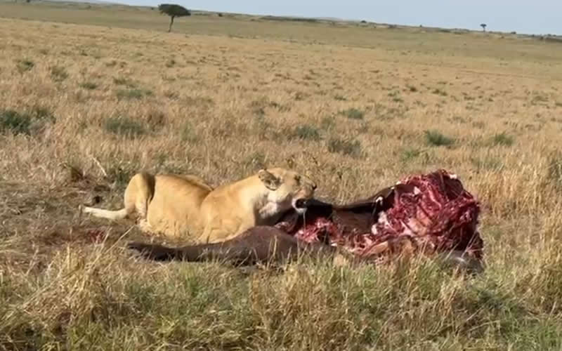 Lioness Feeds on Buffalo Kill