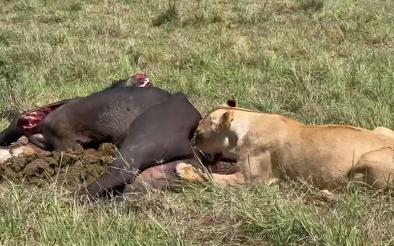 Lioness Feeds on Buffalo Kill