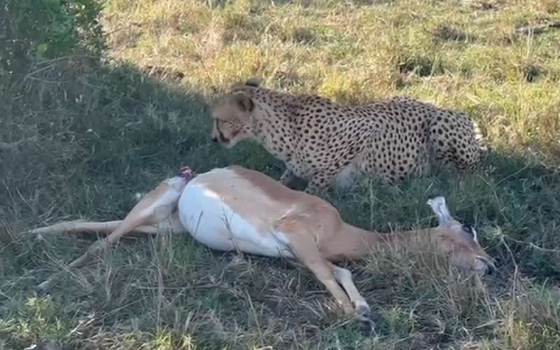 Cheetah Feeds on Fresh Kill