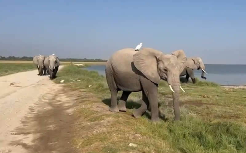 Elephants Heading off after a drink