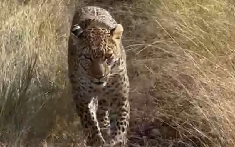 Leopard Walks Casually