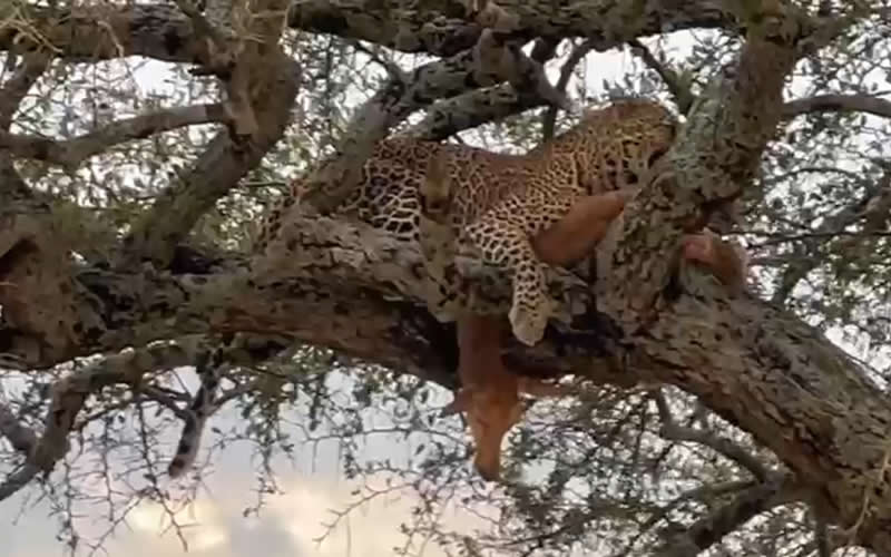 Leopard Feeding on Hoisted Carcass