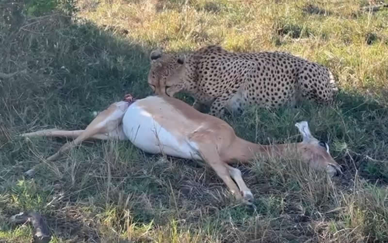 Cheetah Feasting on Fresh Kill