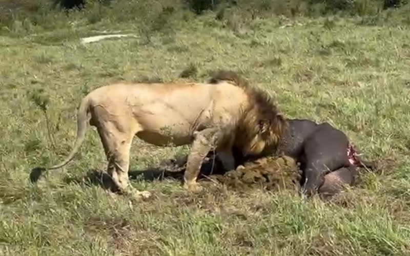 Male Lion Feeds on Buffalo Kill