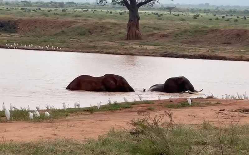 Elephants Enjoying a Swim