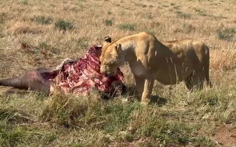 Lioness Feasting on Buffalo Carcass