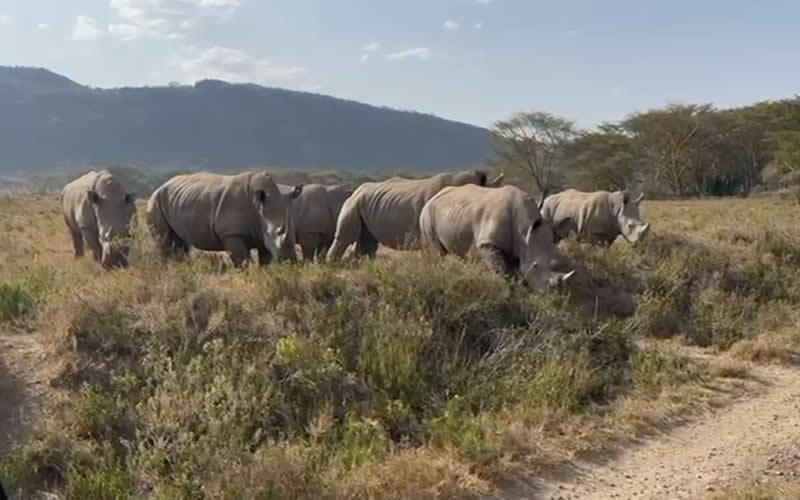 A Crash of Rhinos up-close