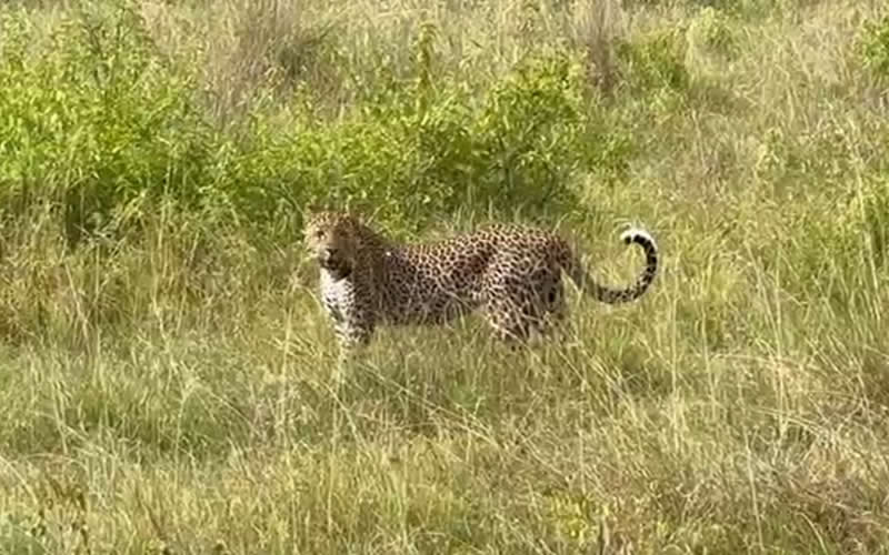 Leopard Strolling Through the Grass