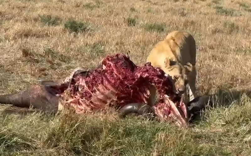 Lioness Feasting on Buffalo Carcass