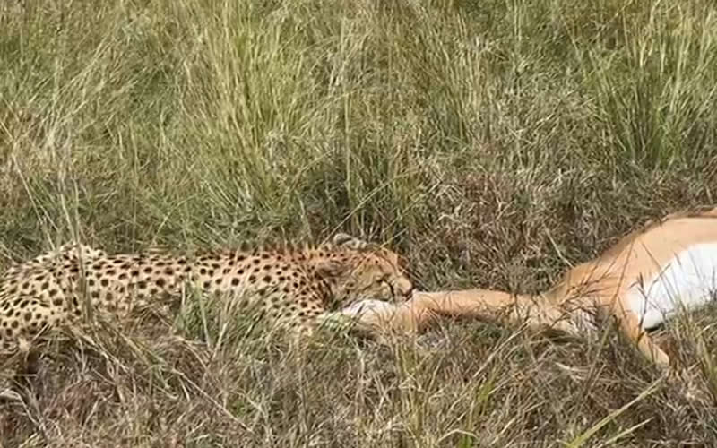 Cheetah Clamping on The Throat of a freshly caught Impala