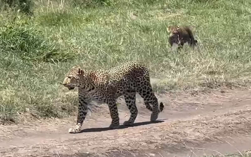 Leopard With Cub in Tall Grass