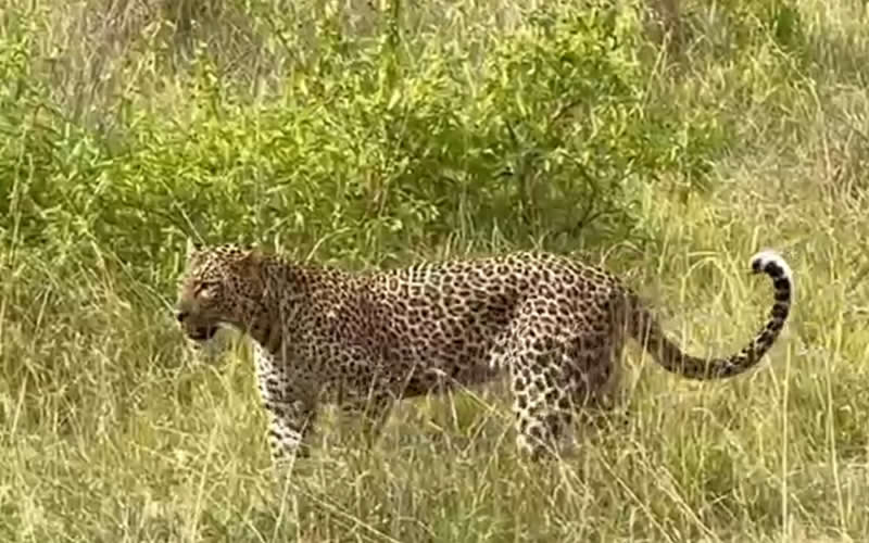 Leopards Casual Stroll in Tall Grass