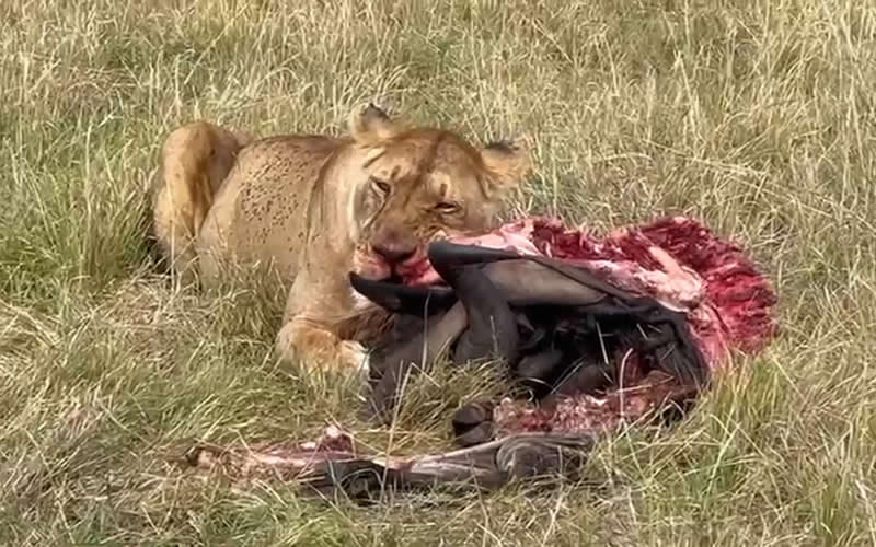 Lioness Feasting on Buffalo