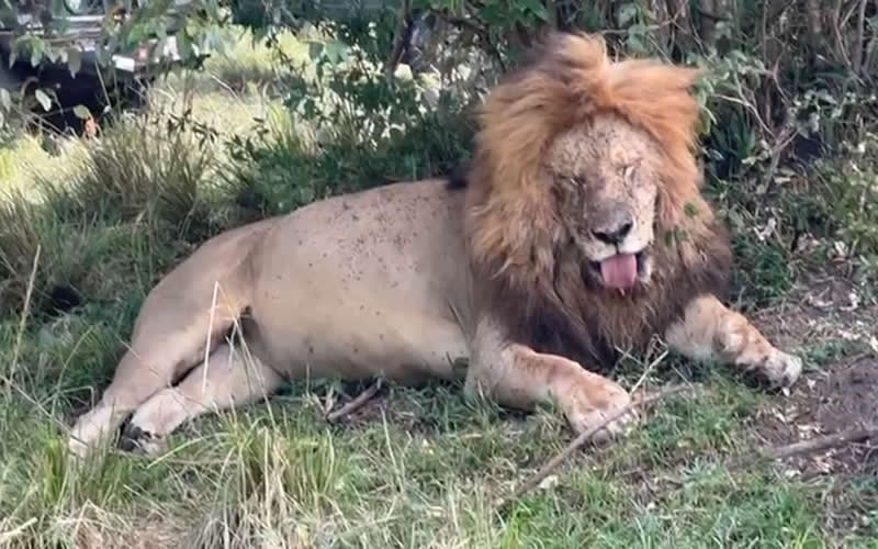 Resting Lion with a full belly