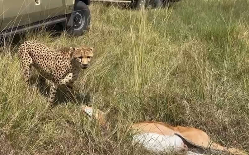 Cheetah Releases Stranglehold of Impala Kill